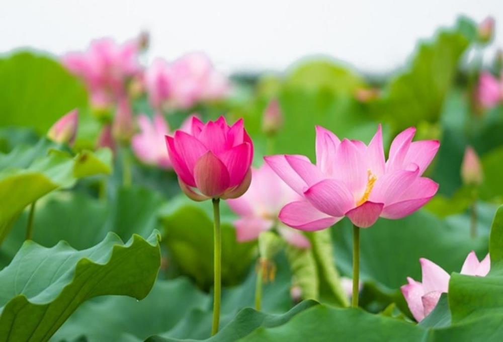 Hình nền, hình ảnh hoa sen hồng đẹp cho máy tính