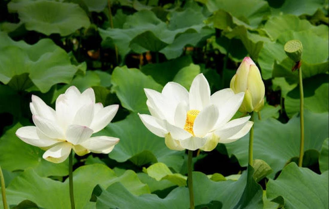 Hình nền ảnh hoa sen trắng dành cho máy tính