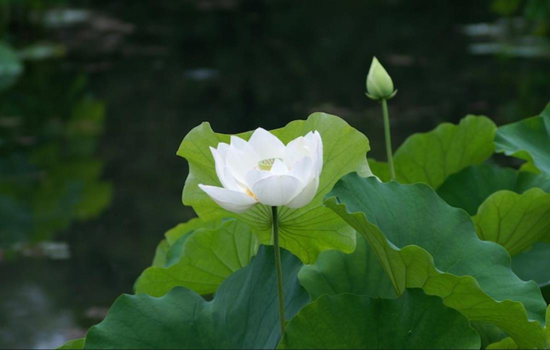 Hình nền ảnh hoa sen trắng dành cho máy tính