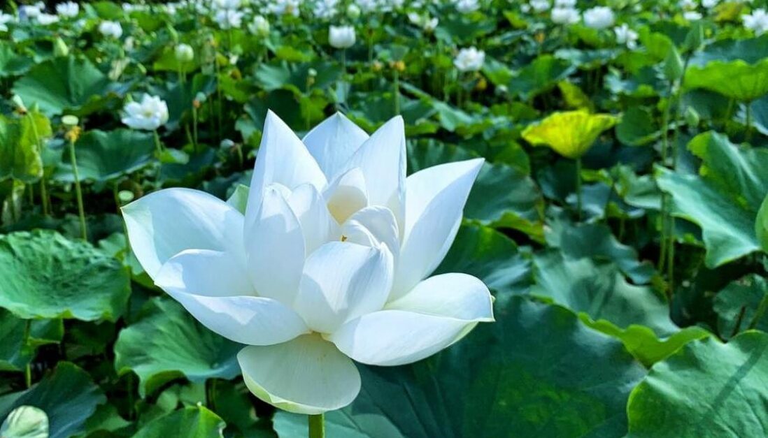 Hình nền ảnh hoa sen trắng dành cho máy tính