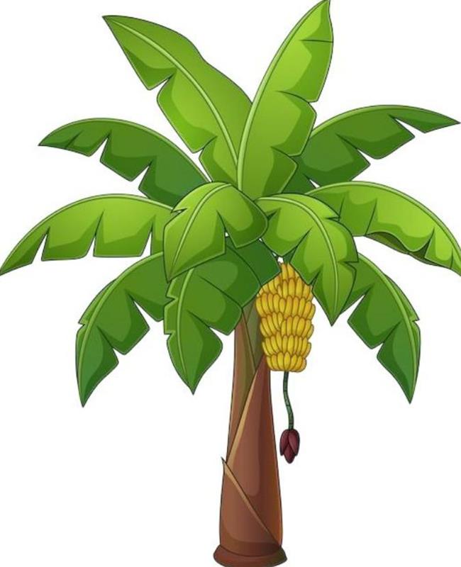 Hình Vẽ Cây Chuối Đẹp