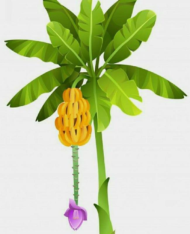 Hình Vẽ Cây Chuối Đẹp