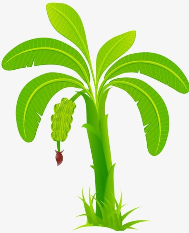 Hình Vẽ Cây Chuối Đẹp