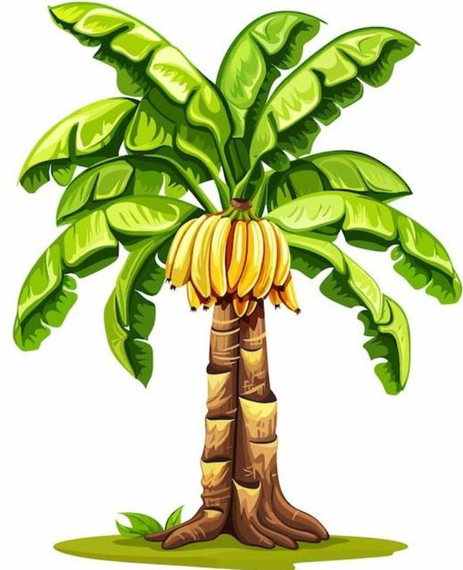 Hình Vẽ Cây Chuối Đẹp