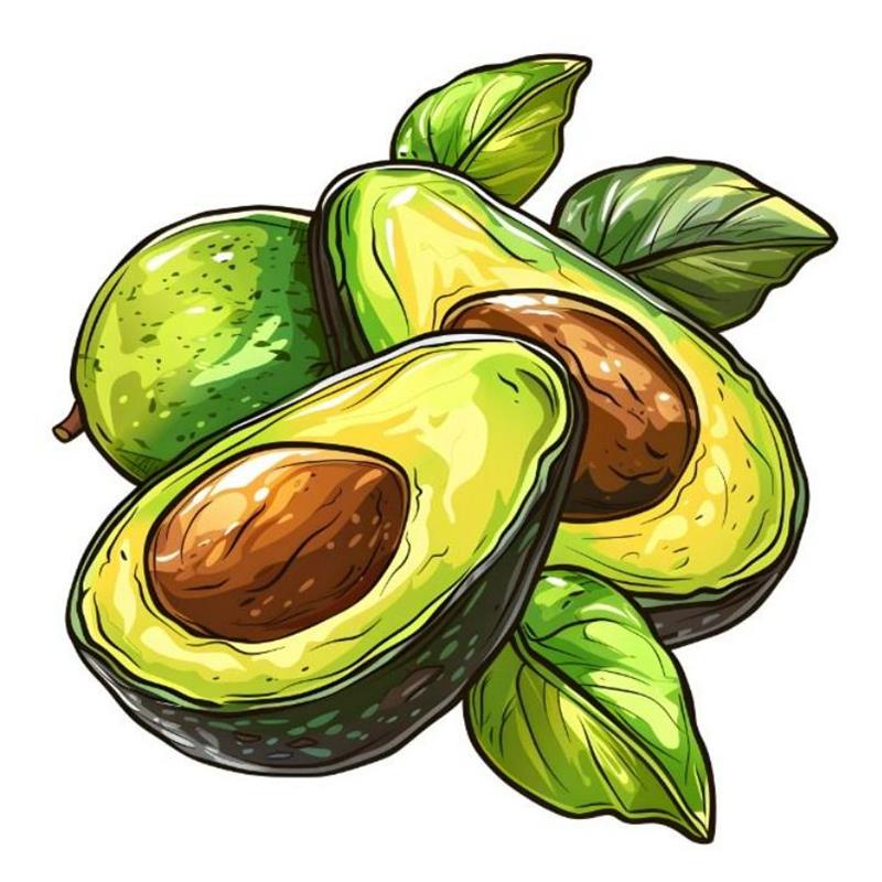 Hình Vẽ Quả Bơ