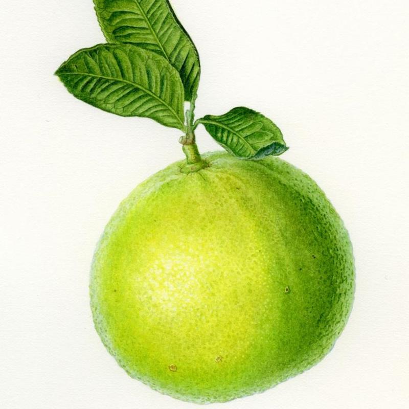 Hình Vẽ Quả Bưởi