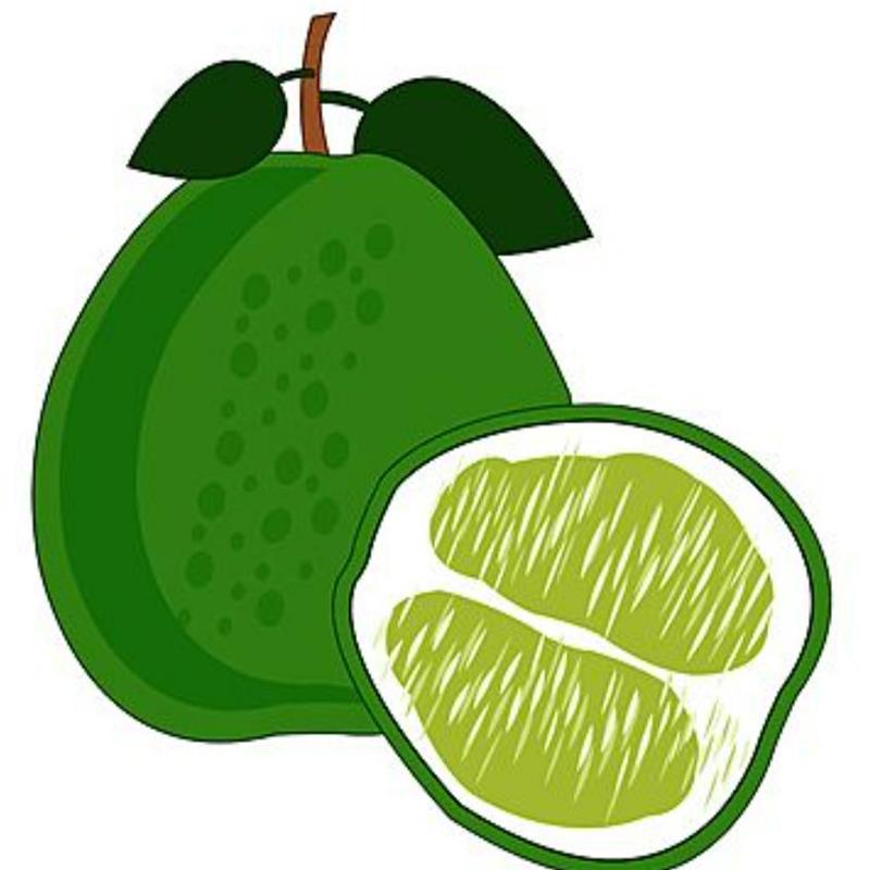 Hình Vẽ Quả Bưởi