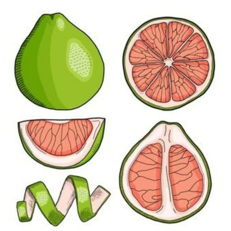 Hình Vẽ Quả Bưởi