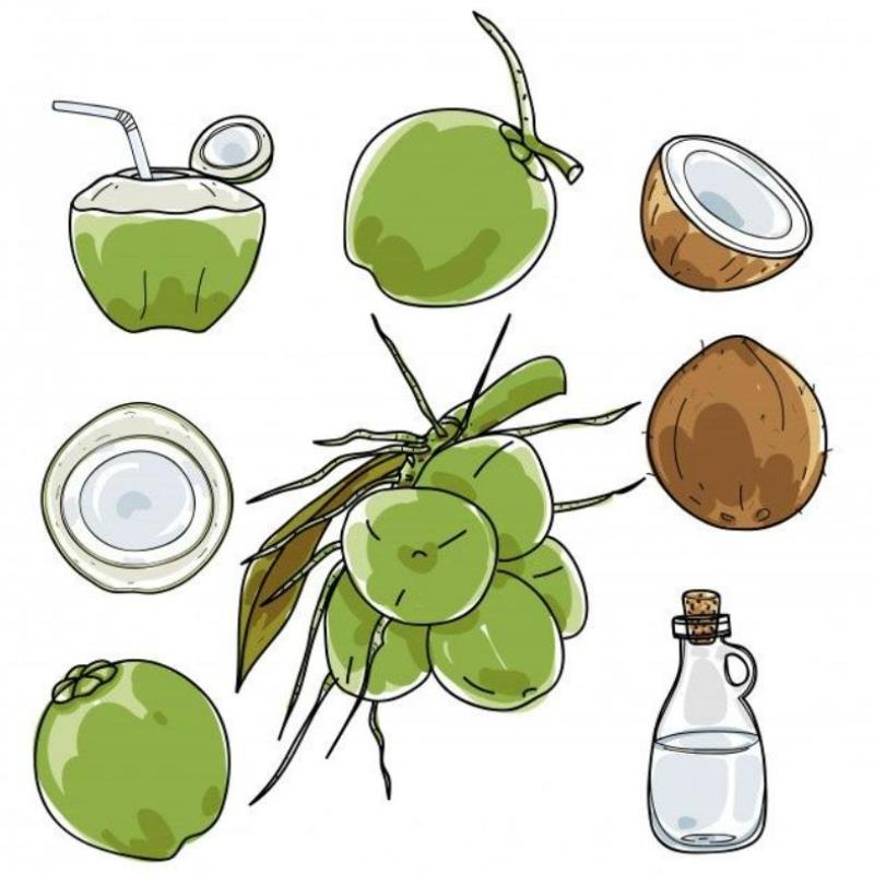 Hình Vẽ Quả Dừa