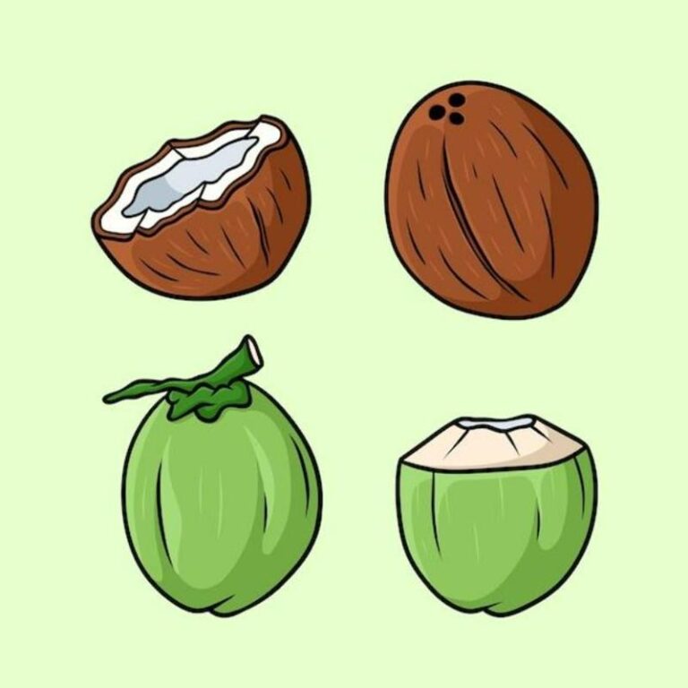 Hình Vẽ Quả Dừa