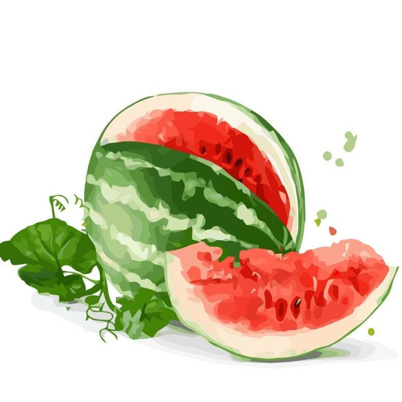 Hình Vẽ Quả Dưa Hấu