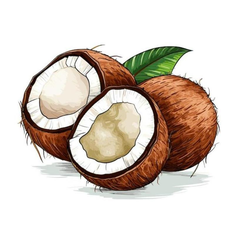 Hình Vẽ Quả Dừa