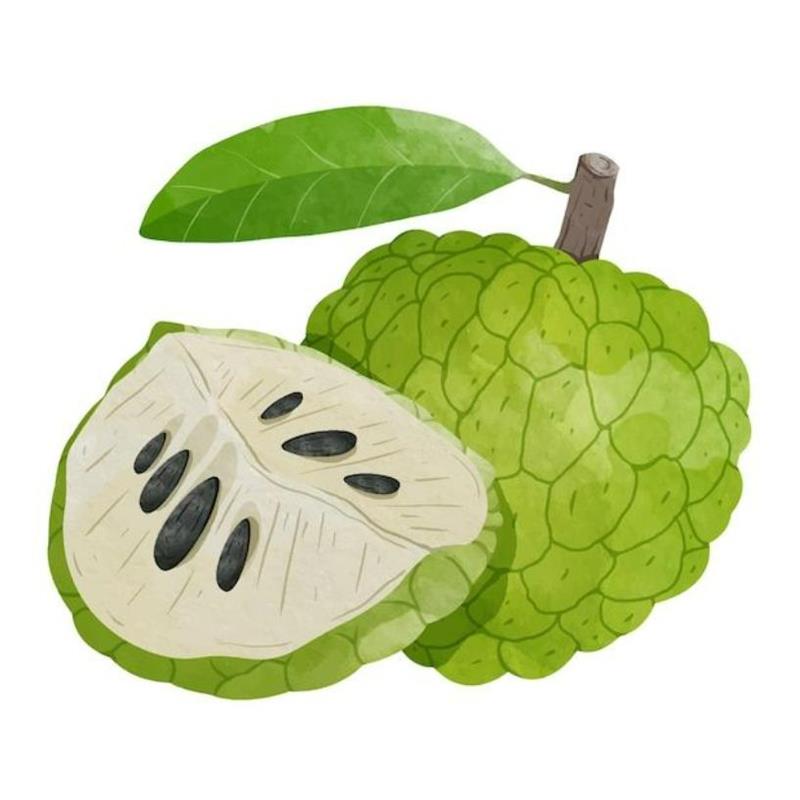 Hình Vẽ Trái Cây Đơn Giản