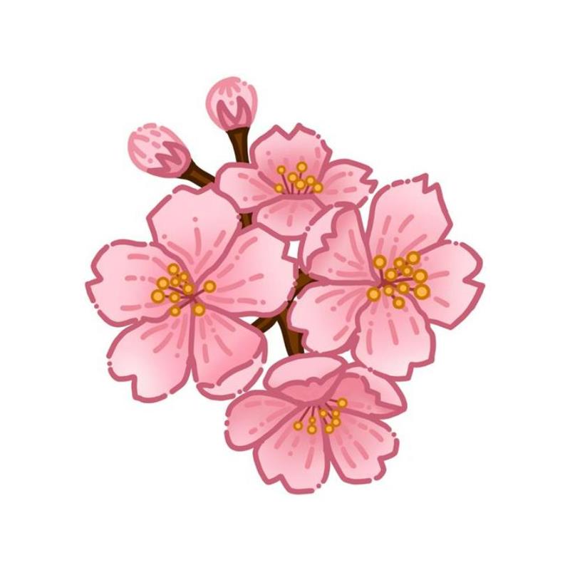 Hoa Anh Đào Vẽ