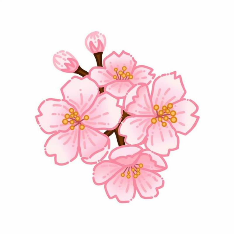 Hoa Anh Đào Vẽ