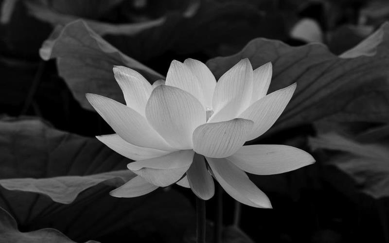 Ý nghĩa của ảnh bông sen đen
