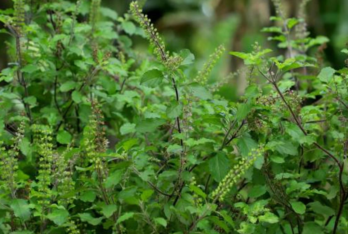Hình ảnh rau húng quế
