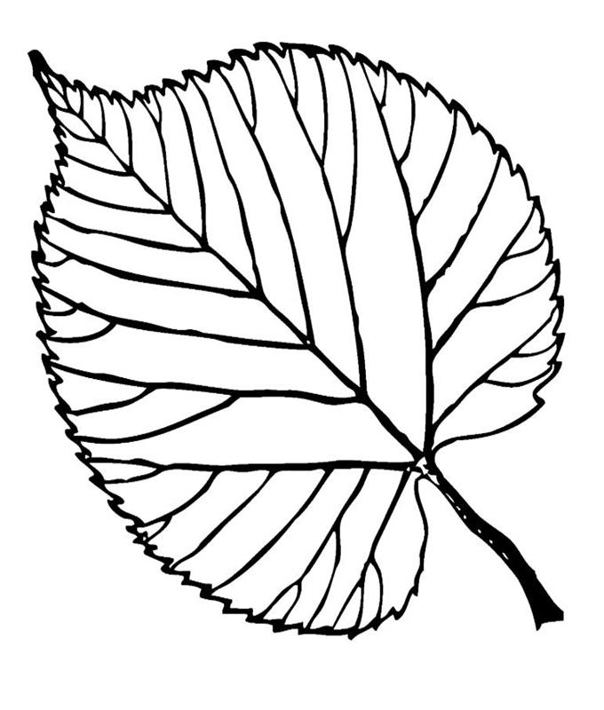 Hình vẽ lá bồ đề