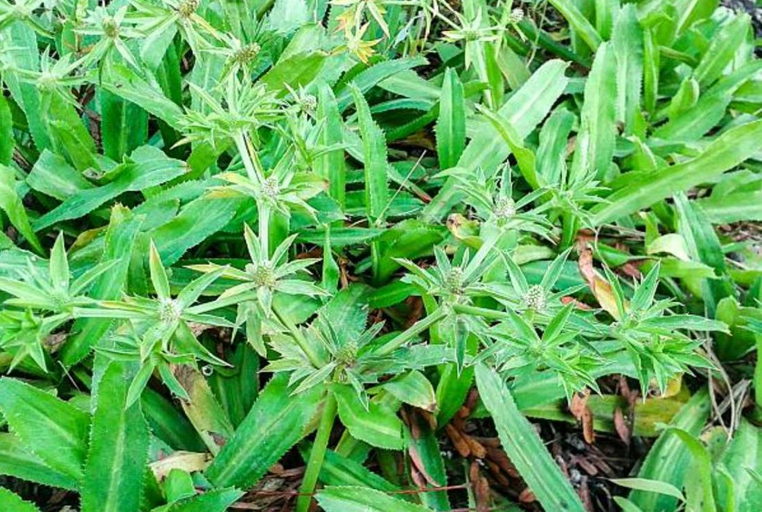 Tổng hợp các loại rau mùi