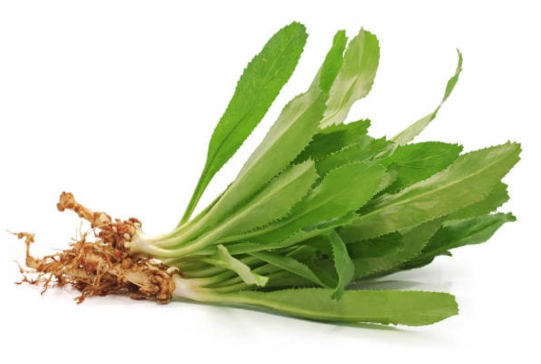 Tổng hợp các loại rau mùi