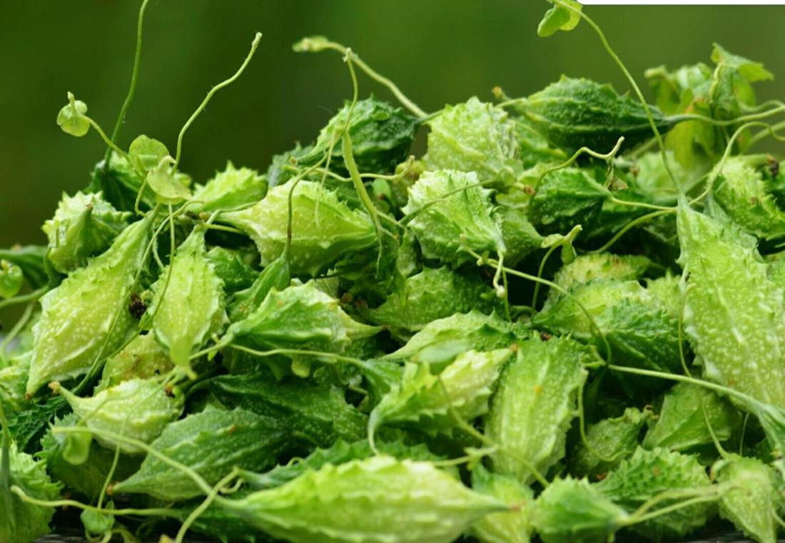 Hình ảnh cây mướp đắng rừng