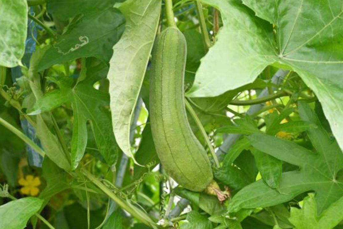 Hình ảnh quả mướp