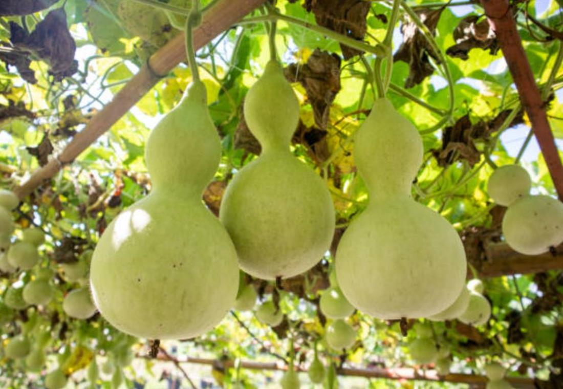 Hình ảnh quả bầu