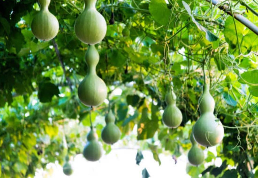 Hình ảnh quả bầu