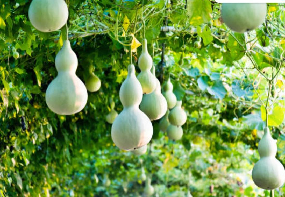 Hình ảnh quả bầu