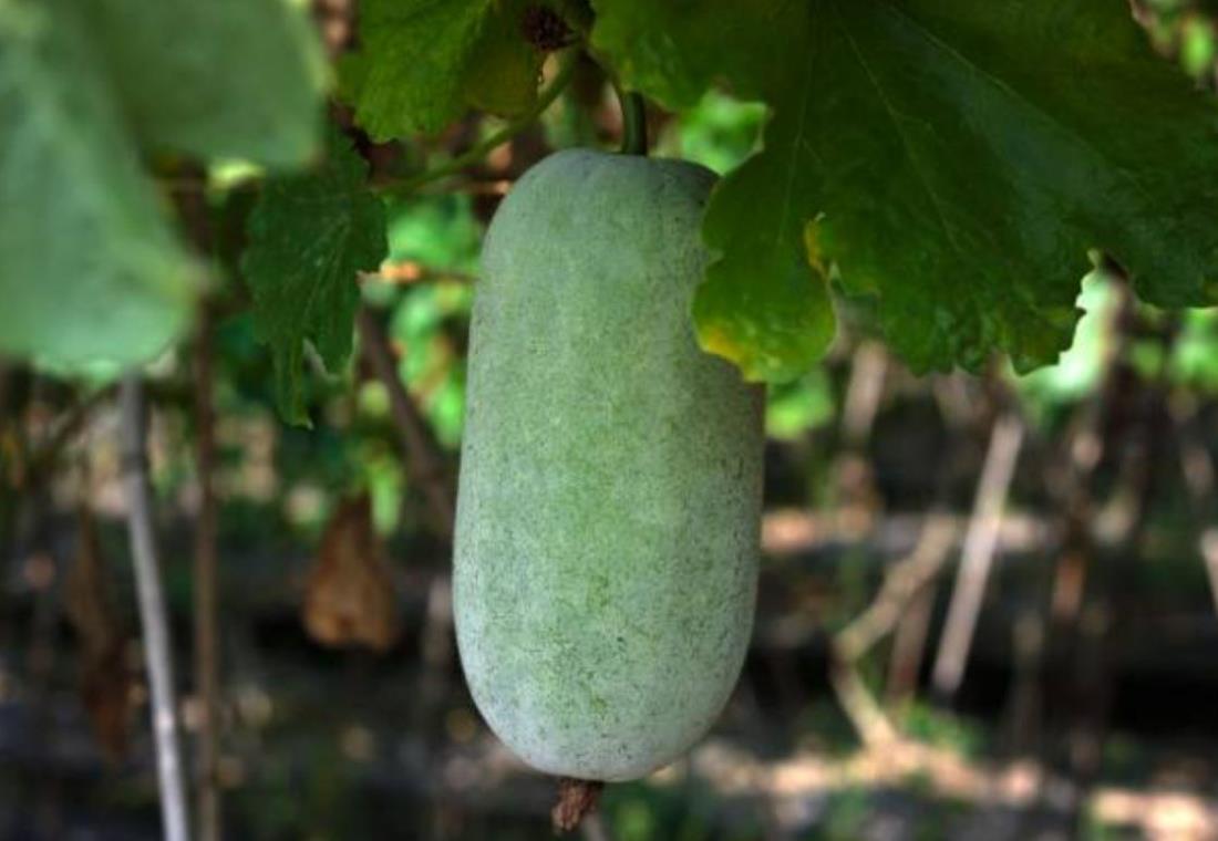 Hình ảnh bí đao