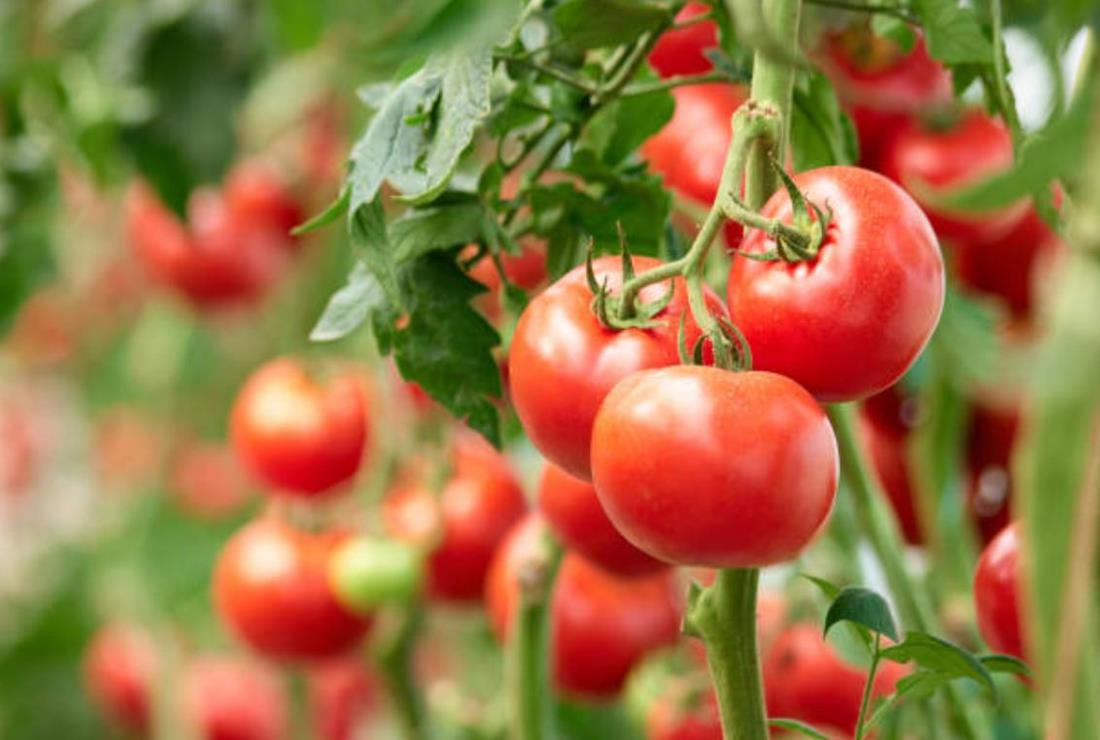 Bộ sưu tập hình ảnh quả cà chua