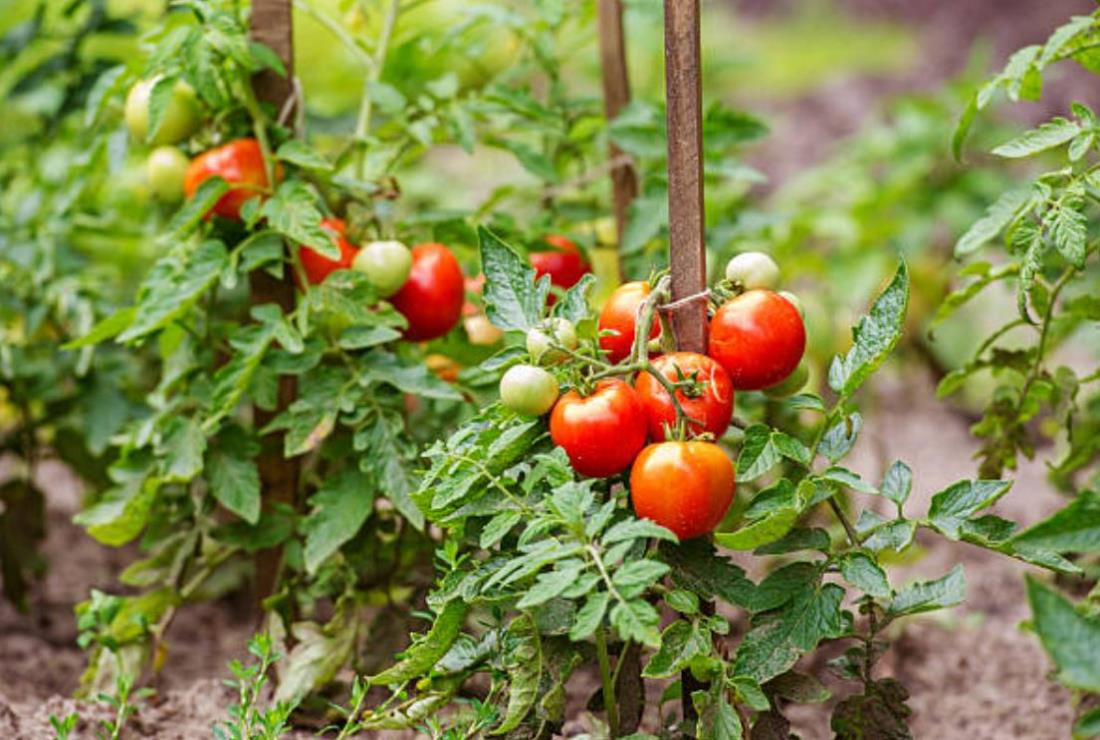Bộ sưu tập hình ảnh quả cà chua