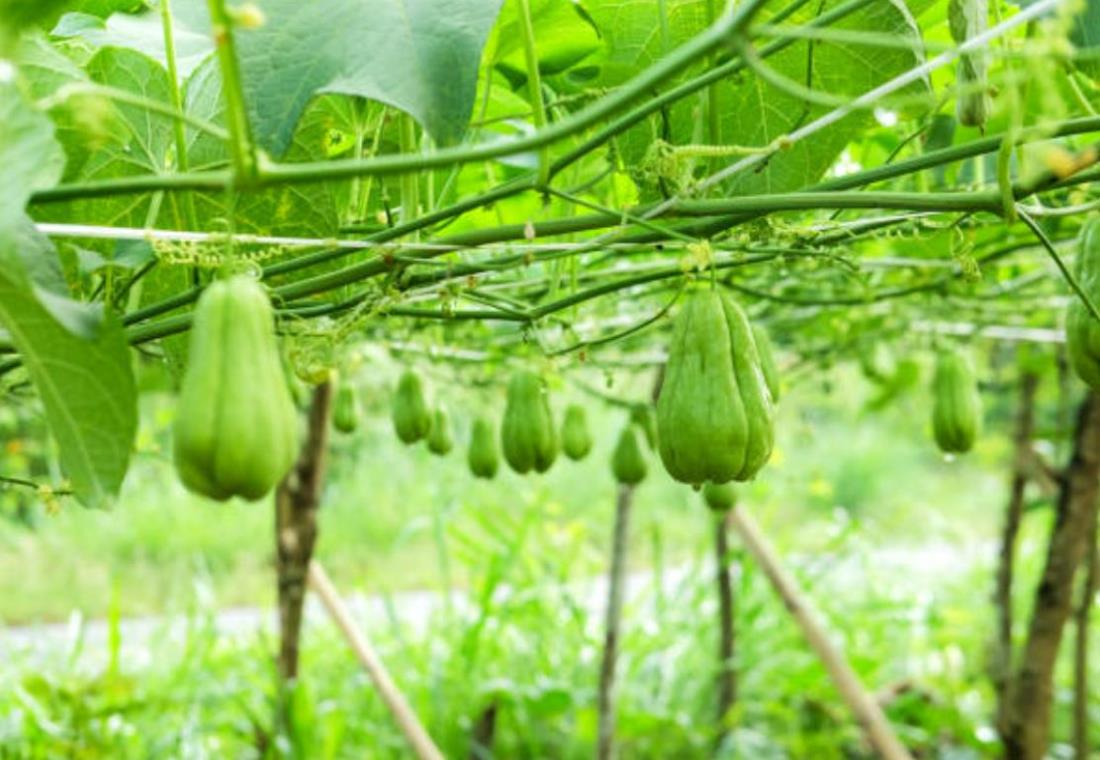 Khám phá hình ảnh giàn su su