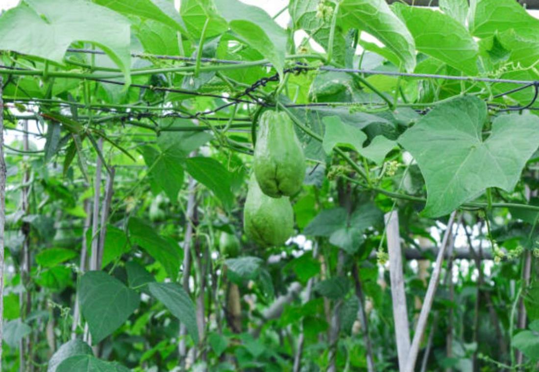Khám phá hình ảnh giàn su su