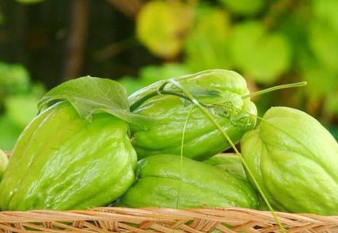Tổng hợp hình ảnh quả su su đẹp