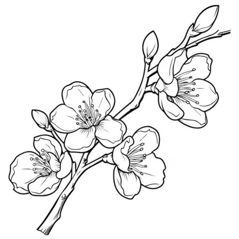Tô Màu Hoa Anh Đào