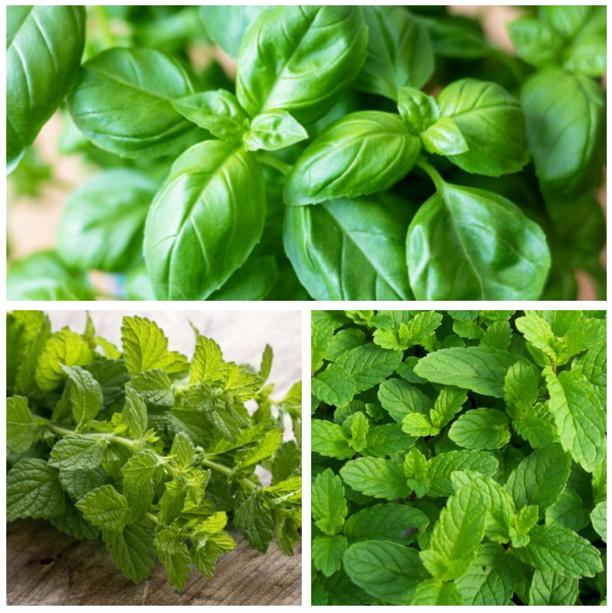 Tổng hợp ảnh cây rau húng đẹp và rõ nét