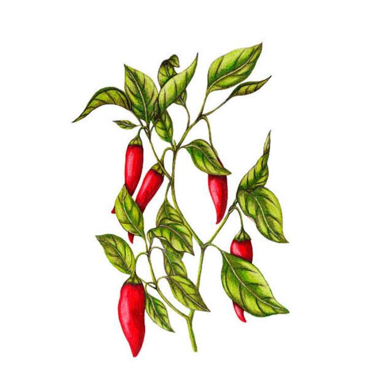 Tranh vẽ quả ớt