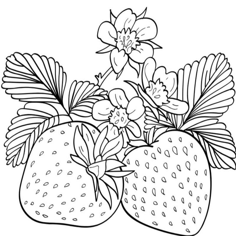 Tranh Tô Màu Cây Dâu Tây