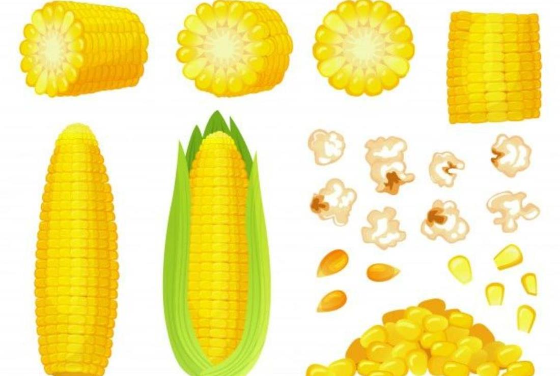 Hình vẽ bắp ngô đơn giản