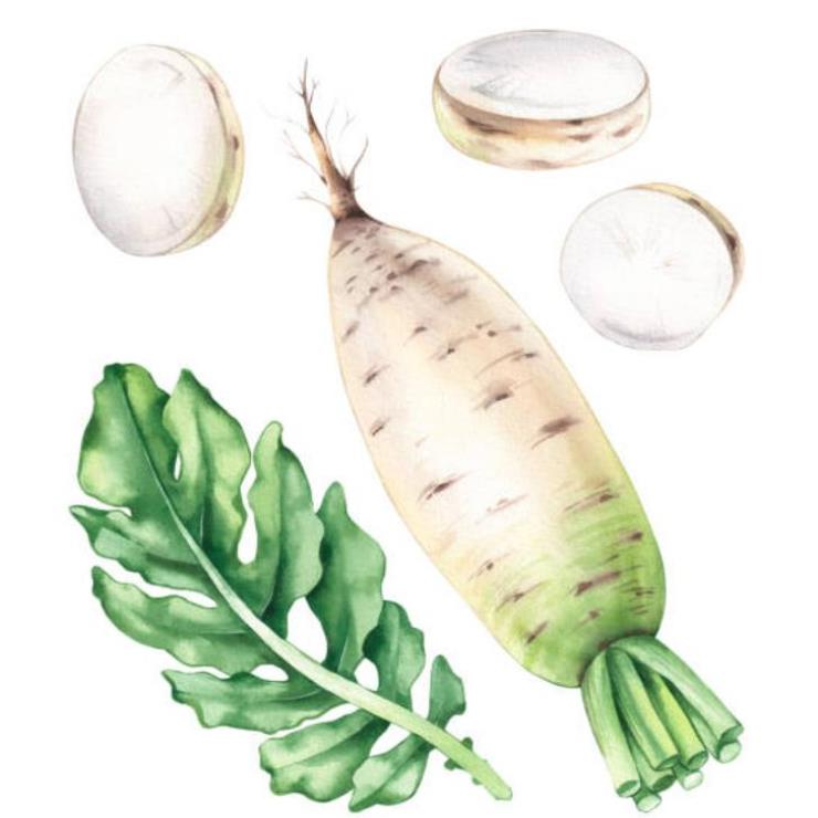 Tranh tô màu củ cải trắng
