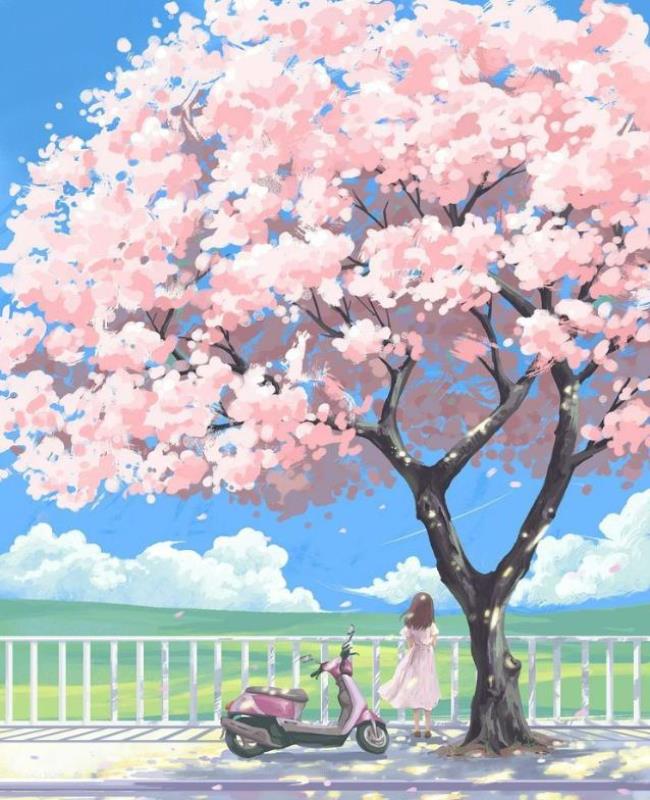 Vẽ Hoa Anh Đào Anime