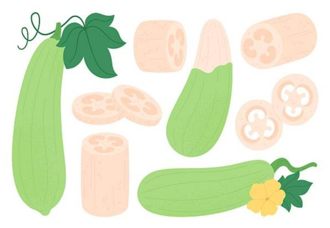 Tô màu quả mướp