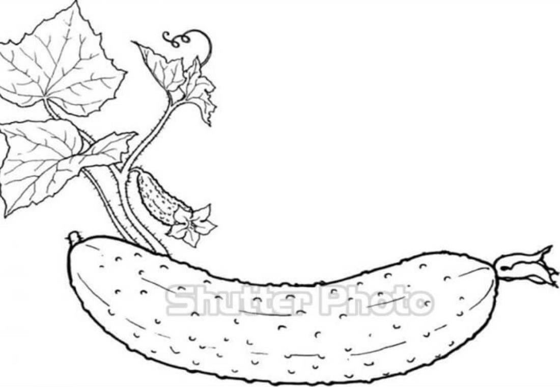 Tô màu quả mướp