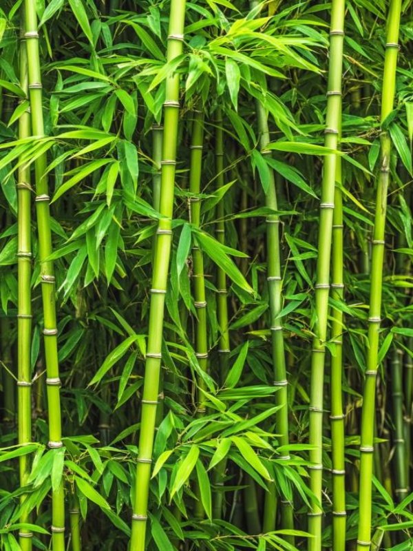 Tổng hợp hình nền cây tre cho điện thoại