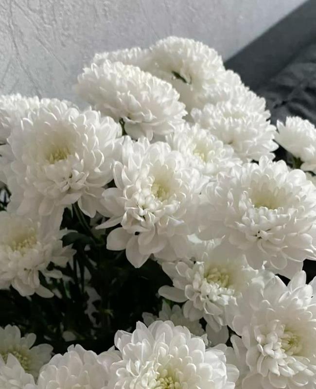 Ảnh Bông Cúc Trắng