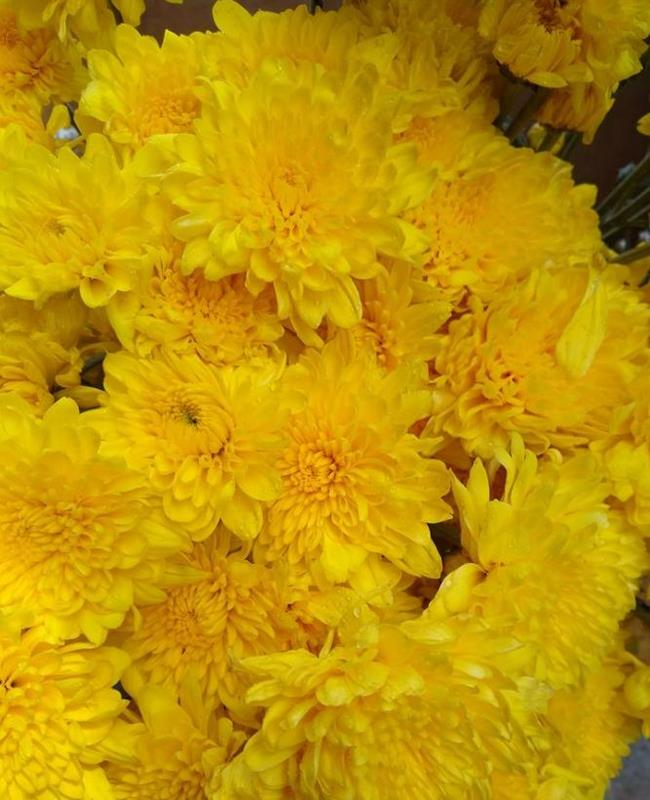 Ảnh Bông Cúc Vàng
