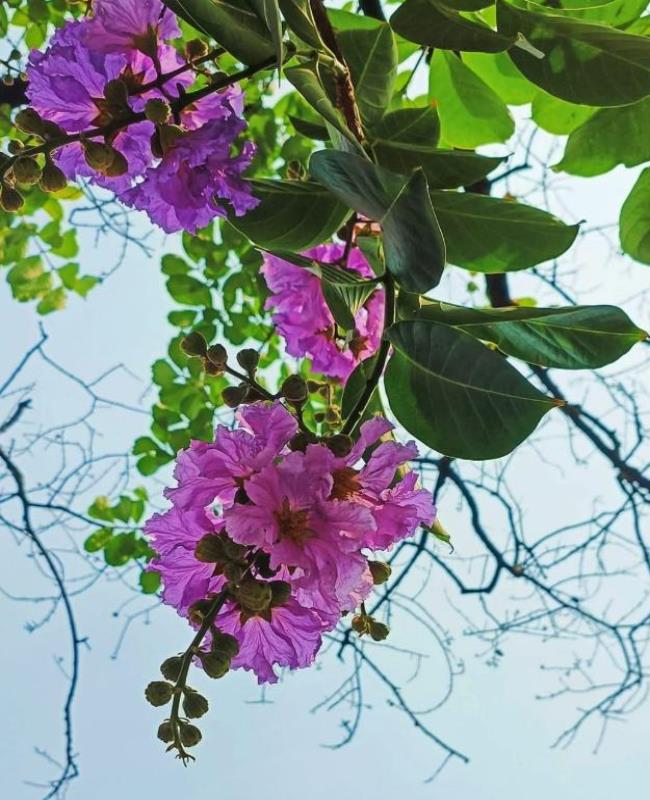 Ảnh Hoa Bằng Lăng Buồn