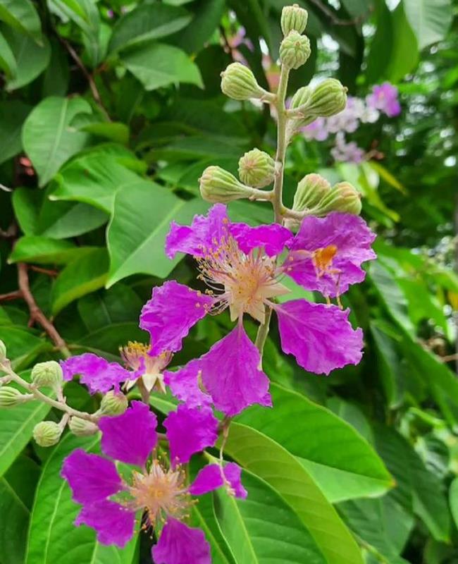 Ảnh Hoa Bằng Lăng Buồn