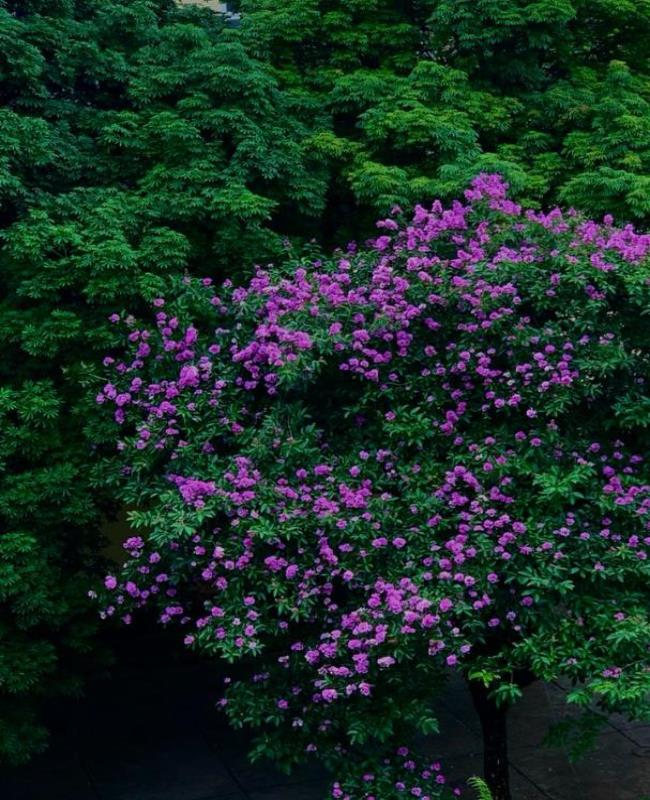 Ảnh bằng lăng buồn